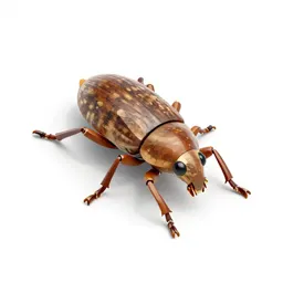 Rice weevil
