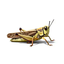 Short-horned grasshopper