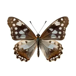 Silverspot