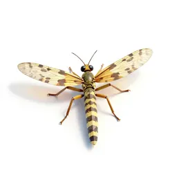 Snakefly