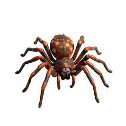 Spider