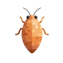 Sweet-potato whitefly