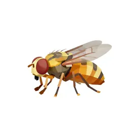 Tachina fly
