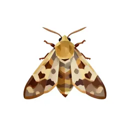 Tea tortrix