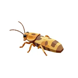 Tobacco thrips