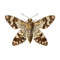 Tortricid