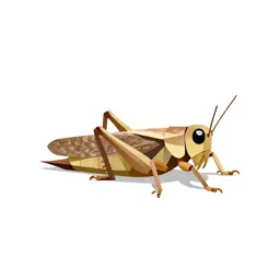 Tree cricket