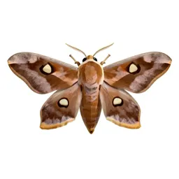 Tussah