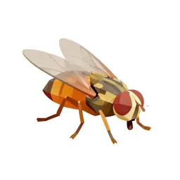 Vinegar fly