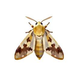 Webworm moth
