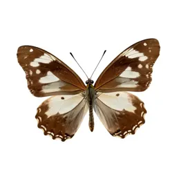 White admiral