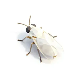 Whitefly