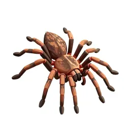 Wolf spider