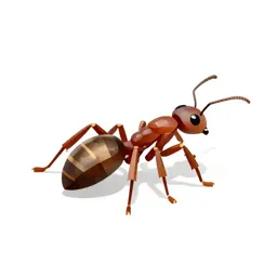 Wood ant