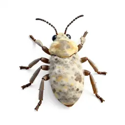 Woolly aphid