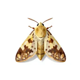 Angoumois moth
