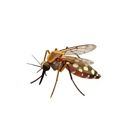 Anopheline