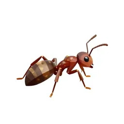 Ant