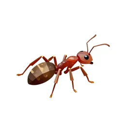Army ant