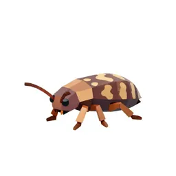 Earwig