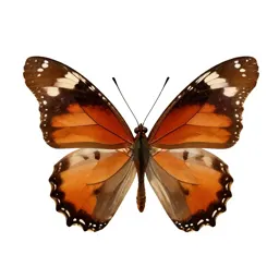 Emperor butterfly