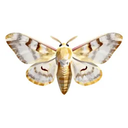 Emperor