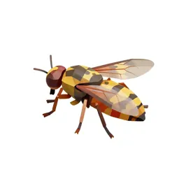 Ichneumon fly