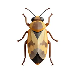 Imago