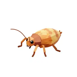 Onion thrips