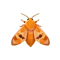 Orange tortrix
