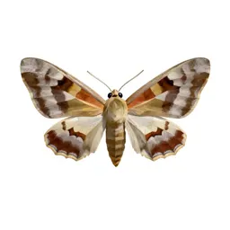 Underwing