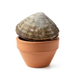 Clamshell
