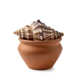 Seashell