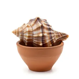 Shell