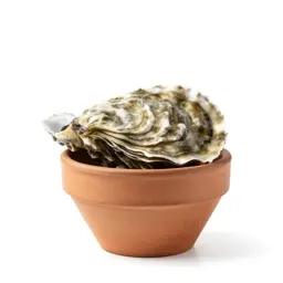 Oyster shell