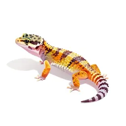 Banded gecko