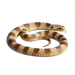 Banded sand snake