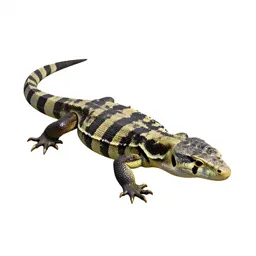 Beaded lizard