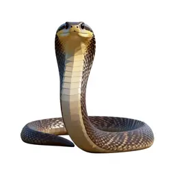 Black mamba
