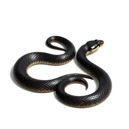 Black rat snake
