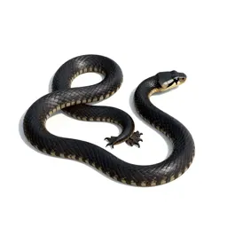 Blacksnake