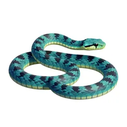 Blue racer