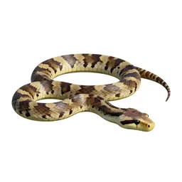 Boa