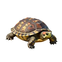 Box turtle