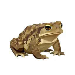Bufo