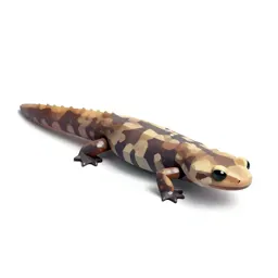 Caecilian