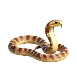 Canebrake rattlesnake