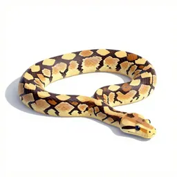 Carpet snake