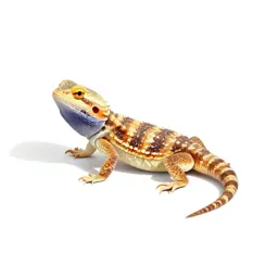 Chuckwalla