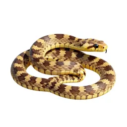 Colubrid snake